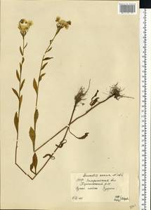 Erigeron annuus (L.) Pers., Eastern Europe, West Ukrainian region (E13) (Ukraine)