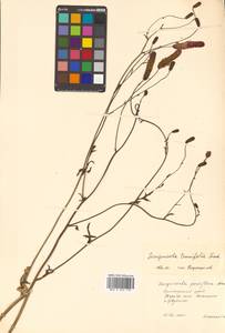 Poterium tenuifolium (Fisch. ex Link) Franch. & Sav., Siberia, Russian Far East (S6) (Russia)