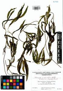 Potamogeton salicifolius Wolfg., Siberia, Baikal & Transbaikal region (S4) (Russia)