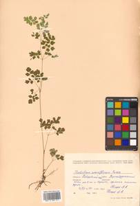 Thalictrum sparsiflorum Turcz. ex Fisch. & C. A. Mey., Siberia, Russian Far East (S6) (Russia)