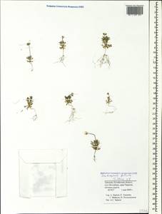 Ceratocephala falcata (L.) Pers., Caucasus, Armenia (K5) (Armenia)