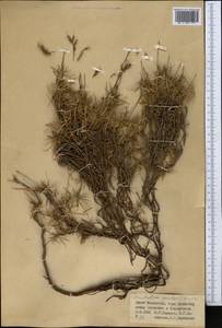 Acantholimon pavlovii Lincz., Middle Asia, Western Tian Shan & Karatau (M3) (Kazakhstan)