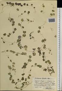 Cardamine lyrata Bunge, Siberia, Baikal & Transbaikal region (S4) (Russia)