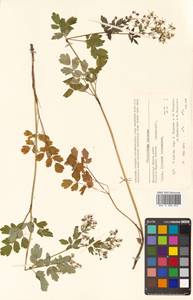 Thalictrum minus subsp. elatum (Jacq.) Stoj. & Stef., Siberia, Chukotka & Kamchatka (S7) (Russia)