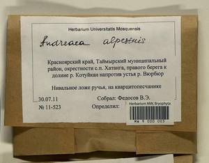 Andreaea alpestris (Thed.) Schimp., Bryophytes, Bryophytes - Krasnoyarsk Krai, Tyva & Khakassia (B17) (Russia)