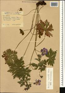 Geranium ruprechtii (Woronow) Grossh., Caucasus, South Ossetia (K4b) (South Ossetia)