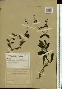 Asperugo procumbens L., Eastern Europe, Central region (E4) (Russia)