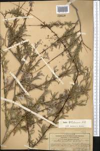 Salix wilhelmsiana M. Bieb., Middle Asia, Pamir & Pamiro-Alai (M2) (Kyrgyzstan)