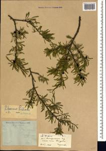 Rhamnus erythroxyloides subsp. erythroxyloides, Caucasus, Stavropol Krai, Karachay-Cherkessia & Kabardino-Balkaria (K1b) (Russia)