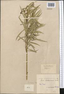 Salix caspica Pall., Middle Asia, Northern & Central Kazakhstan (M10) (Kazakhstan)