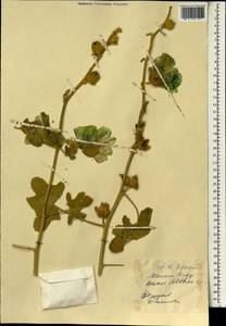 Althaea, South Asia, South Asia (Asia outside ex-Soviet states and Mongolia) (ASIA) (Iran)