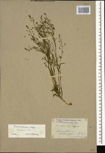 Thesium ramosum Hayne, Caucasus, Stavropol Krai, Karachay-Cherkessia & Kabardino-Balkaria (K1b) (Russia)