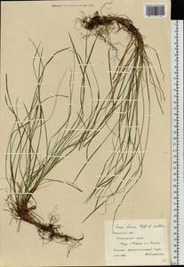 Carex pediformis C.A.Mey., Eastern Europe, Central region (E4) (Russia)