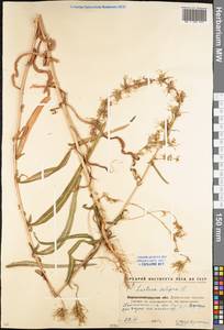 Lactuca saligna L., Eastern Europe, North Ukrainian region (E11) (Ukraine)