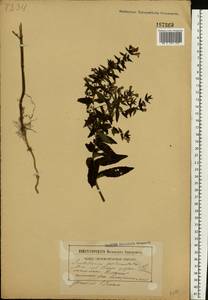 Scutellaria galericulata L., Eastern Europe, Belarus (E3a) (Belarus)