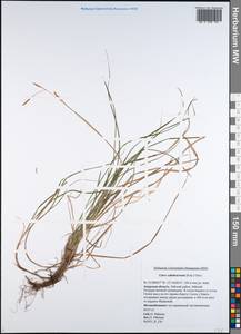 Carex subebracteata (Kük.) Ohwi, Siberia, Russian Far East (S6) (Russia)