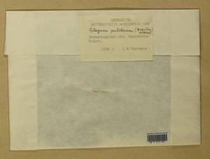 Sphagnum pulchrum (Lindb.) Warnst., Bryophytes, Bryophytes - Karelia, Leningrad & Murmansk Oblasts (B4) (Russia)