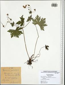 Geranium palustre L., Eastern Europe, Central region (E4) (Russia)