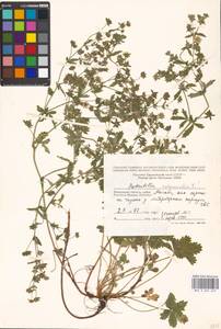 Potentilla intermedia L., Eastern Europe, Moscow region (E4a) (Russia)