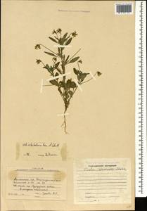 Viola kitaibeliana Schult., Caucasus, Armenia (K5) (Armenia)