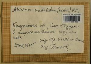 Atrichum undulatum (Hedw.) P. Beauv., Bryophytes, Bryophytes - Middle Russia (B6) (Russia)
