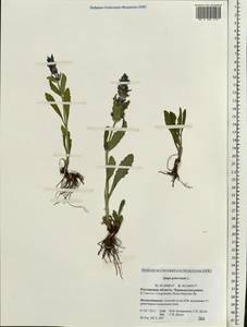 Ajuga genevensis L., Eastern Europe, Rostov Oblast (E12a) (Russia)