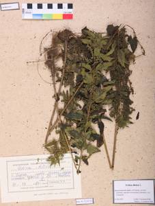 Urtica dioica L., Siberia, Central Siberia (S3) (Russia)