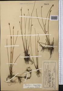 Eleocharis argyrolepis Kierulff, Middle Asia, Northern & Central Tian Shan (M4) (Kyrgyzstan)