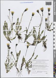 Crepis burejensis F.Schmidt, Siberia, Russian Far East (S6) (Russia)