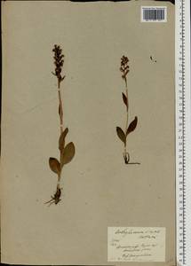 Dactylorhiza viridis (L.) R.M.Bateman, Pridgeon & M.W.Chase, Eastern Europe, North-Western region (E2) (Russia)