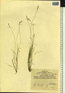 Carex brunnescens (Pers.) Poir., Siberia, Russian Far East (S6) (Russia)