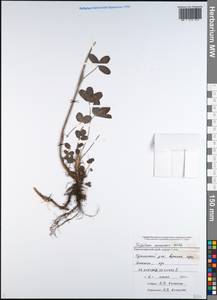 Trifolium canescens Willd., Caucasus, Black Sea Shore (from Novorossiysk to Adler) (K3) (Russia)