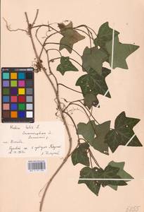 Hedera helix L., Eastern Europe, West Ukrainian region (E13) (Ukraine)