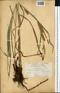 Carex atherodes Spreng., Eastern Europe, Central forest-and-steppe region (E6) (Russia)