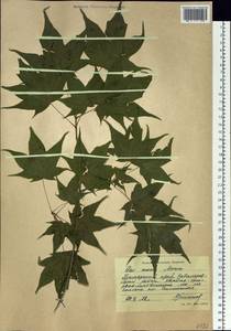 Acer pictum subsp. mono (Maxim.) H. Ohashi, Siberia, Russian Far East (S6) (Russia)