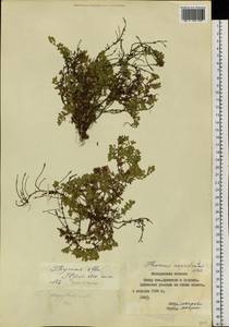 Thymus iljinii Klokov & Des.-Shost., Siberia, Chukotka & Kamchatka (S7) (Russia)