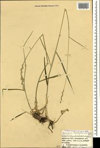 Thinopyrum intermedium subsp. intermedium, Caucasus, Armenia (K5) (Armenia)