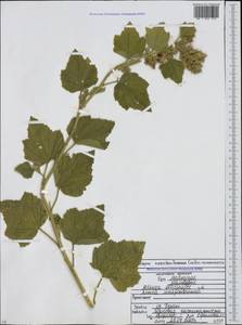 Althaea officinalis L., Caucasus, North Ossetia, Ingushetia & Chechnya (K1c) (Russia)
