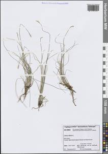 Carex dioica L., Siberia, Central Siberia (S3) (Russia)