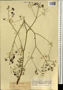 Ferula caspica M.Bieb., Mongolia (MONG) (Mongolia)