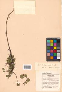 Salix turczaninowii Laksch., Siberia, Russian Far East (S6) (Russia)
