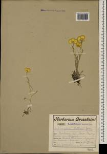 Helichrysum pallasii (Spreng.) Ledeb., Caucasus, Turkish Caucasus (NE Turkey) (K7) (Turkey)