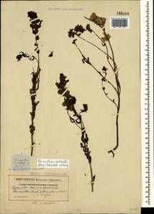 Rhinanthus serotinus var. vernalis (N. W. Zinger) Janch., Crimea (KRYM) (Russia)