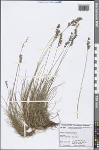 Festuca richardsonii Hook., Siberia, Central Siberia (S3) (Russia)