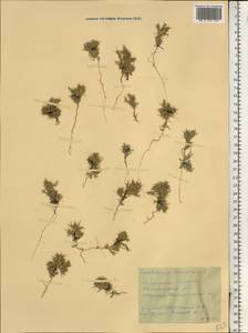 Ceratocarpus arenarius L., Eastern Europe, South Ukrainian region (E12) (Ukraine)
