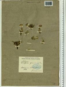 Arctogeron gramineum (L.) DC., Siberia, Baikal & Transbaikal region (S4) (Russia)