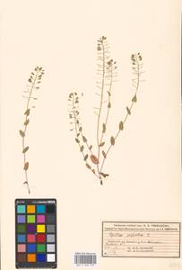 Microthlaspi perfoliatum (L.) F.K. Mey., Eastern Europe, Moscow region (E4a) (Russia)