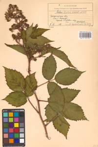 Rubus hirtus Waldst. & Kit., Eastern Europe, West Ukrainian region (E13) (Ukraine)