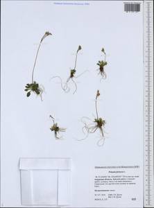 Primula farinosa L., Siberia, Russian Far East (S6) (Russia)