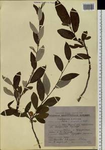 Salix krylovii E. L. Wolf, Siberia, Chukotka & Kamchatka (S7) (Russia)